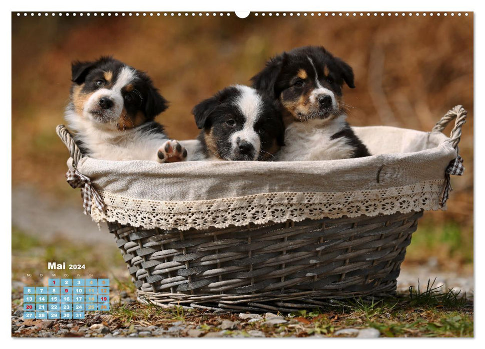 Lillyfee and a basket full of happiness (CALVENDO wall calendar 2024) 