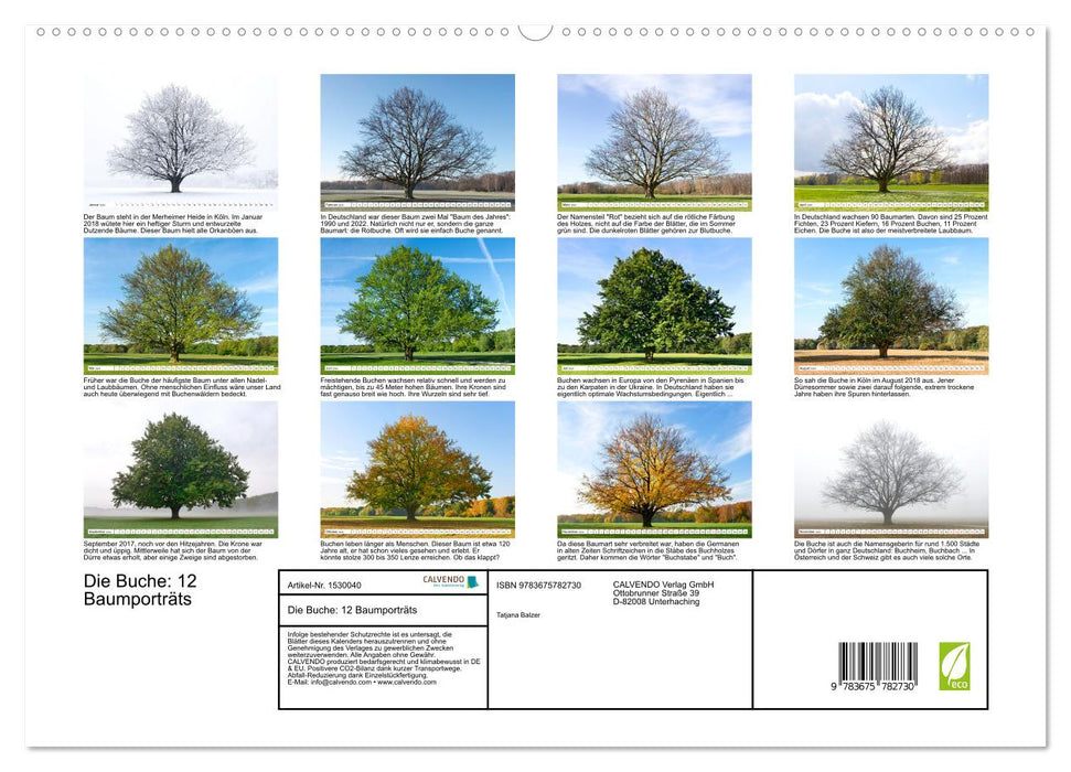Die Buche: 12 Baumporträts (CALVENDO Premium Wandkalender 2024)