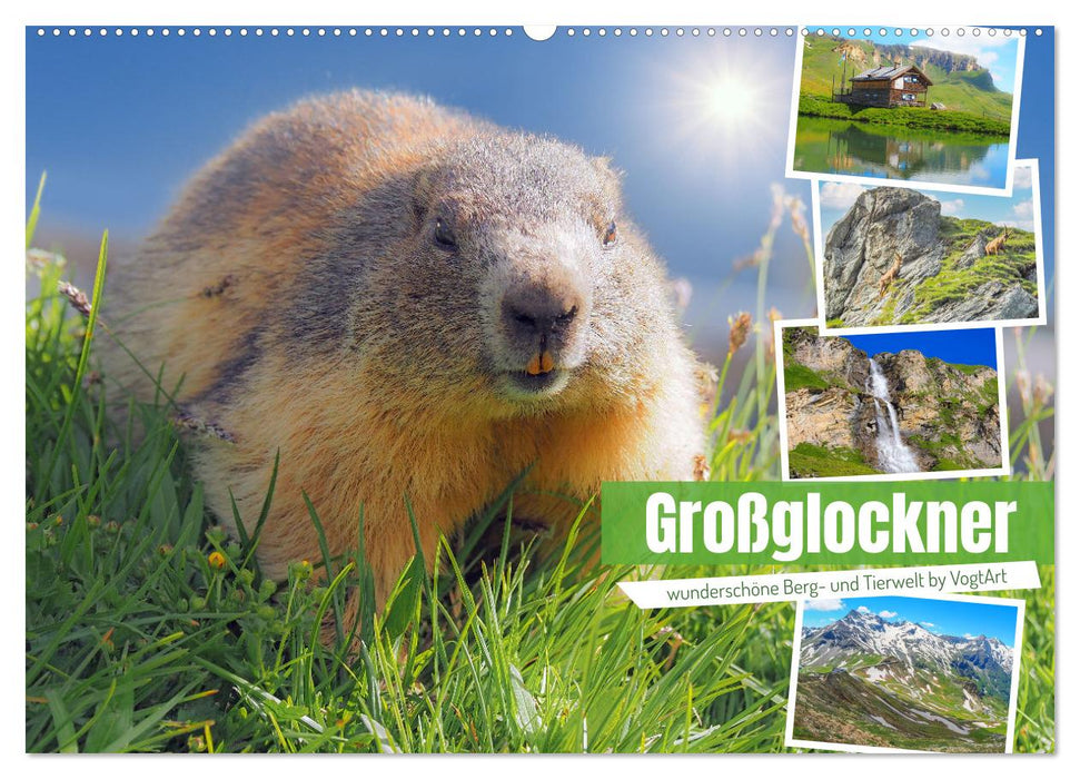 Großglockner beautiful mountains and wildlife (CALVENDO wall calendar 2024) 