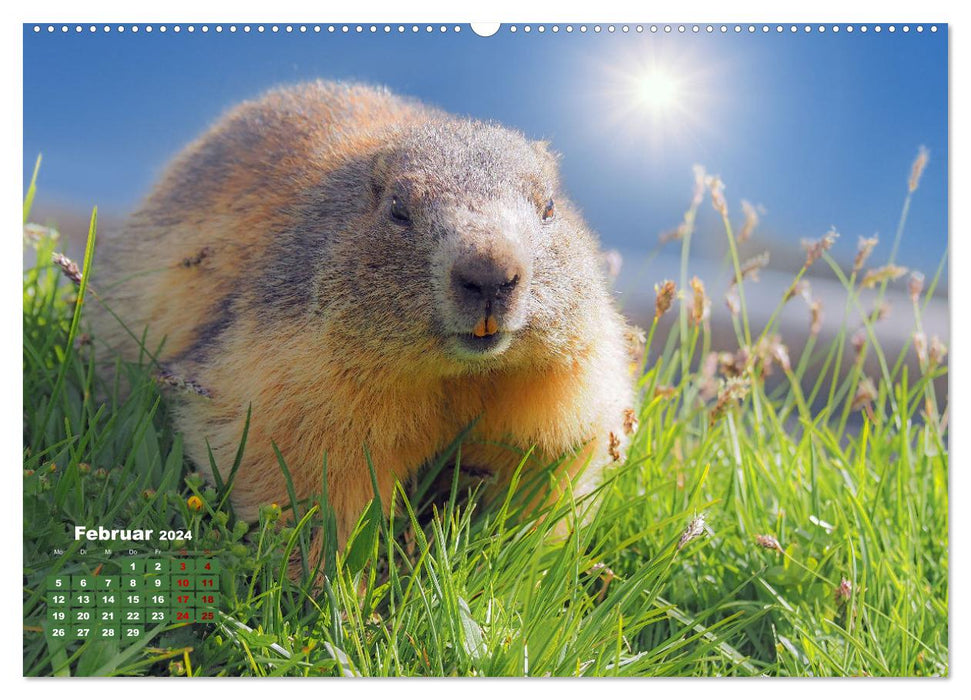 Großglockner beautiful mountains and wildlife (CALVENDO wall calendar 2024) 