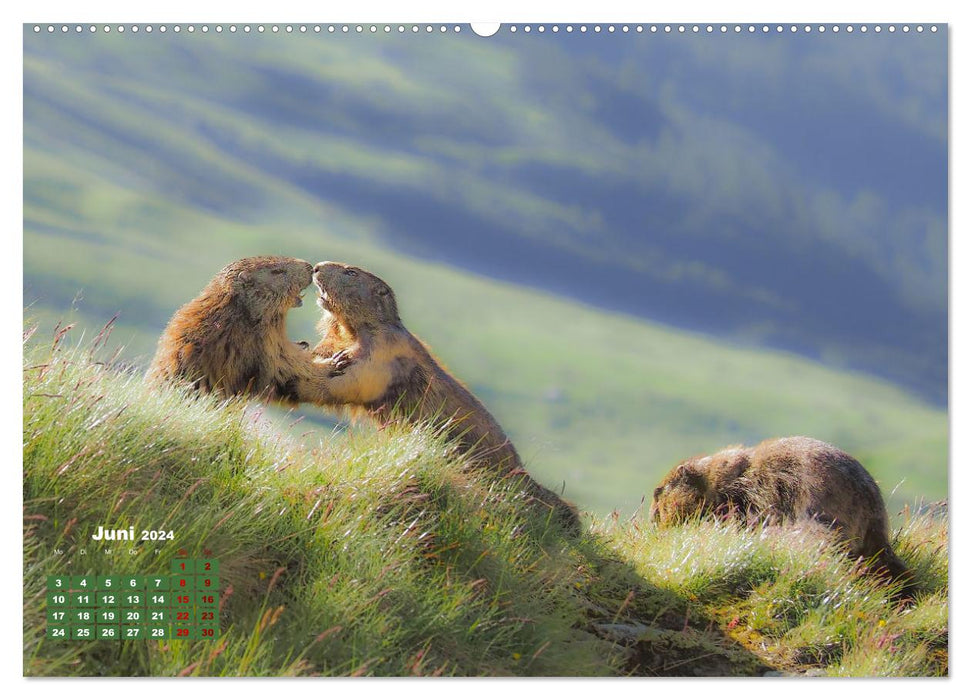 Großglockner beautiful mountains and wildlife (CALVENDO wall calendar 2024) 