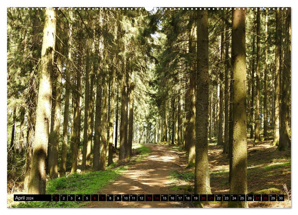Naturwunder Wald (CALVENDO Premium Wandkalender 2024)