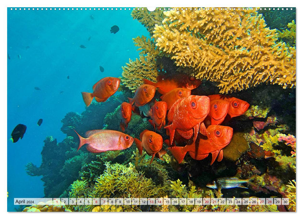 Abenteuer Riff - bunte Unterwasserwelt (CALVENDO Wandkalender 2024)