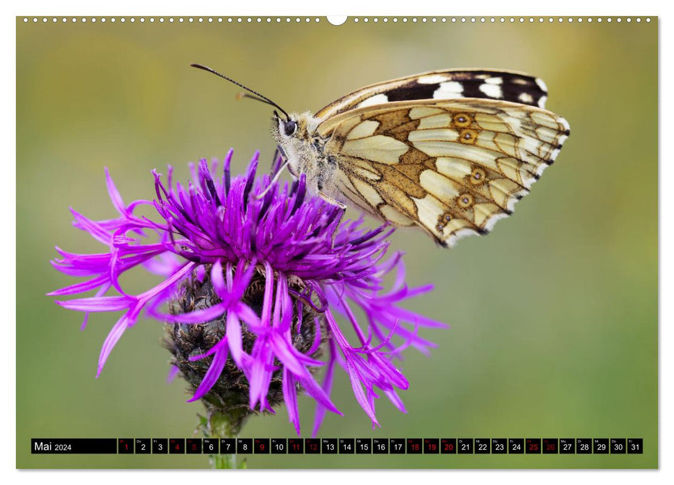 Tierische Begegnungen (CALVENDO Premium Wandkalender 2024)