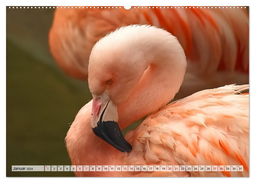 Flamingo Zauber (CALVENDO Wandkalender 2024)