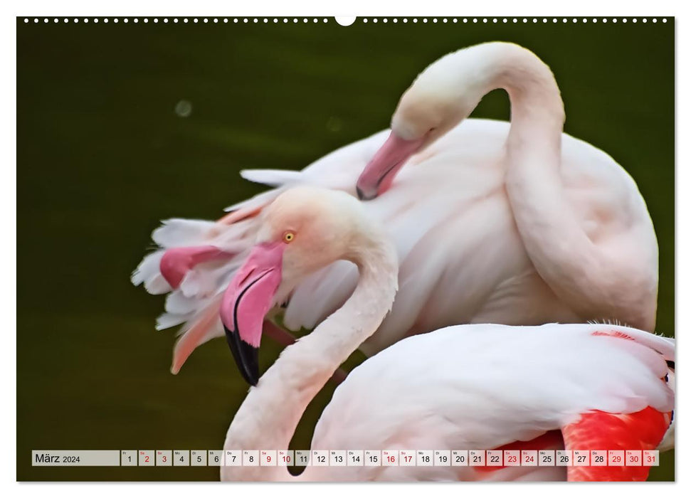 Flamingo Zauber (CALVENDO Wandkalender 2024)