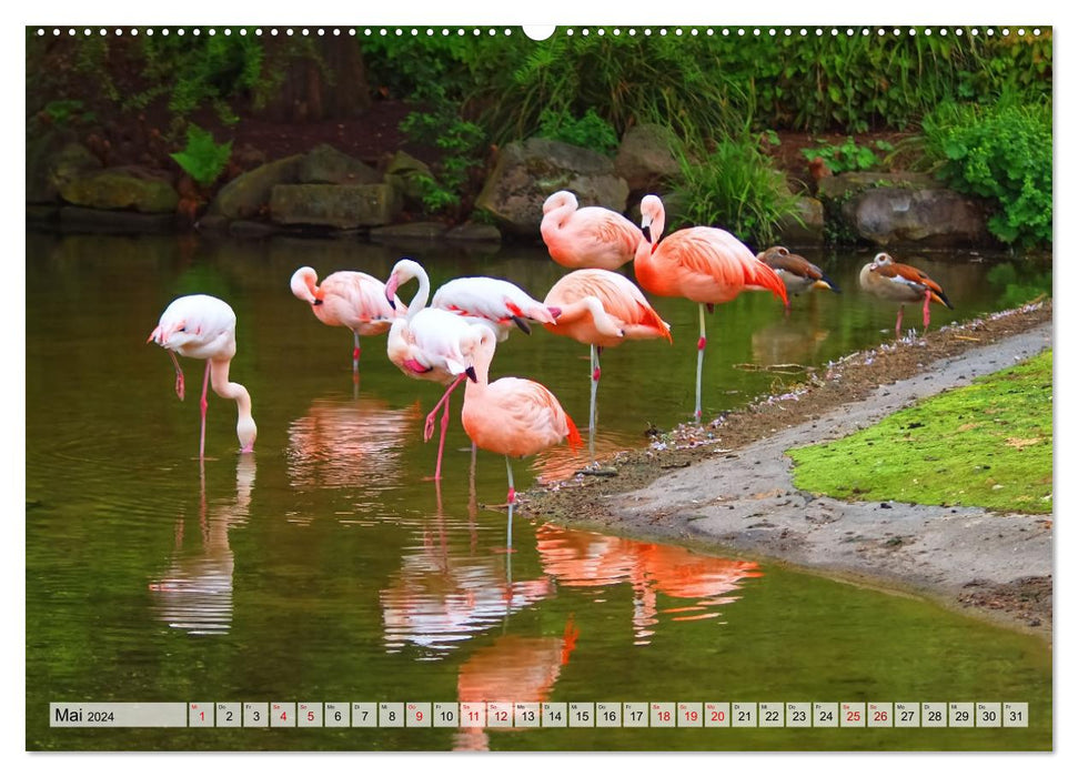 Flamingo Zauber (CALVENDO Wandkalender 2024)