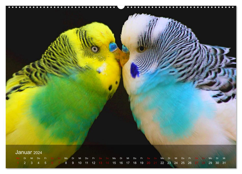 Budgies - sociable friends (CALVENDO Premium Wall Calendar 2024) 