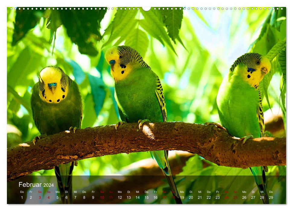 Budgies - sociable friends (CALVENDO Premium Wall Calendar 2024) 