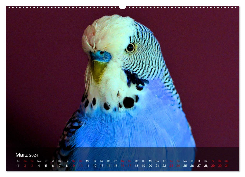 Budgies - sociable friends (CALVENDO Premium Wall Calendar 2024) 