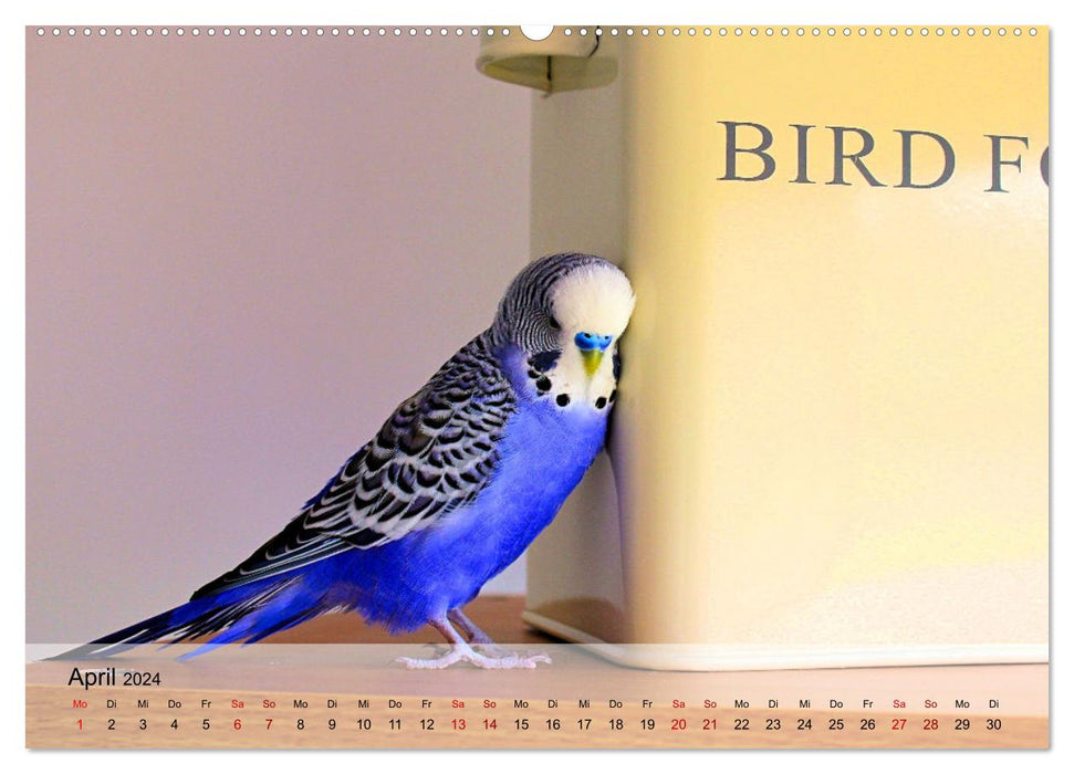 Budgies - sociable friends (CALVENDO Premium Wall Calendar 2024) 