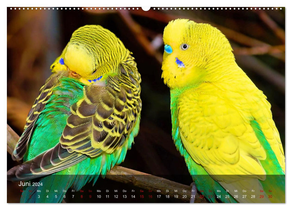 Budgies - sociable friends (CALVENDO Premium Wall Calendar 2024) 