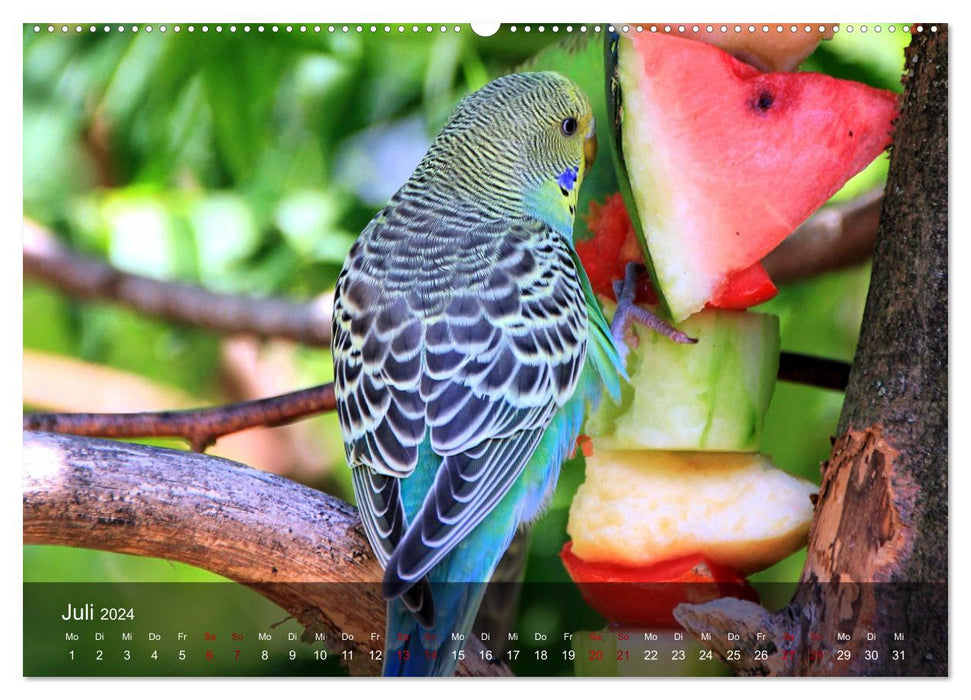 Budgies - sociable friends (CALVENDO Premium Wall Calendar 2024) 