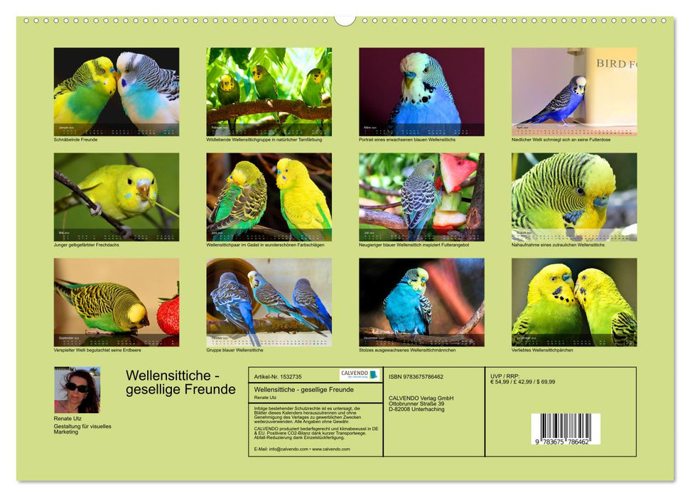 Budgies - sociable friends (CALVENDO wall calendar 2024) 