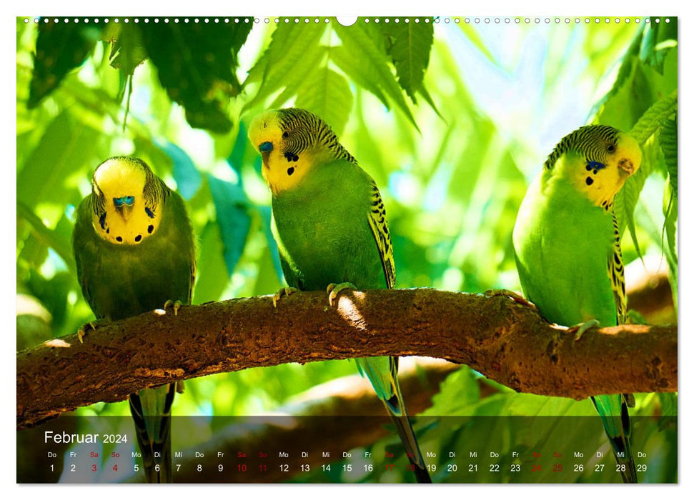 Budgies - sociable friends (CALVENDO wall calendar 2024) 