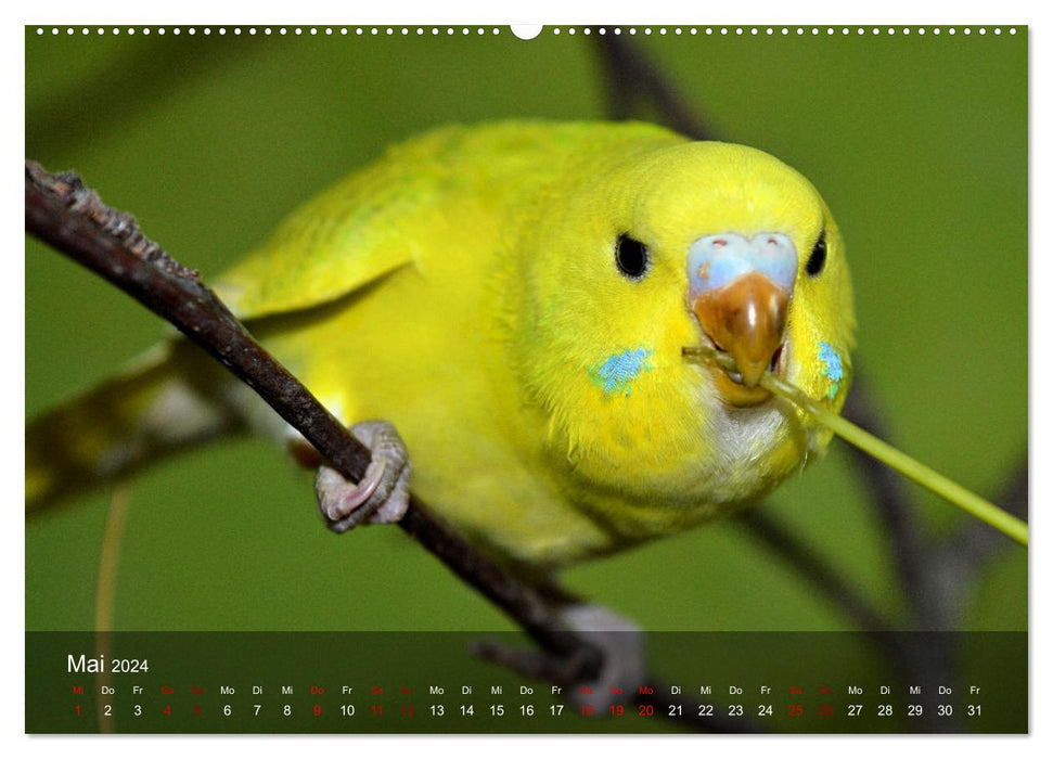 Budgies - sociable friends (CALVENDO wall calendar 2024) 