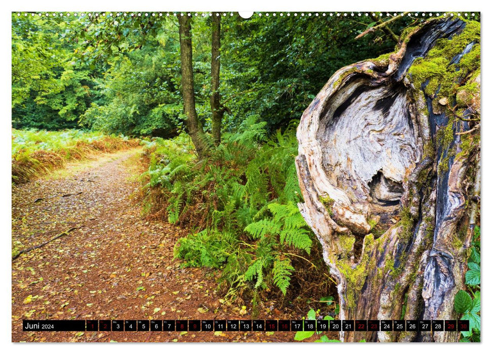 Démons de la forêt (Calendrier mural CALVENDO 2024) 