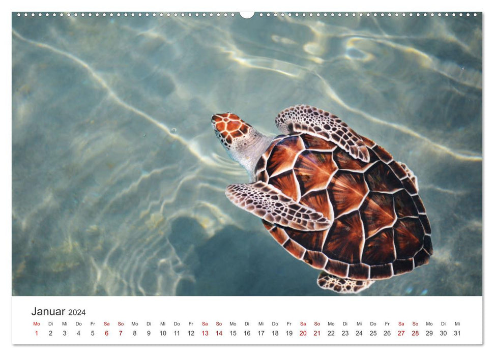 Turtles - The armored animals. (CALVENDO Premium Wall Calendar 2024) 