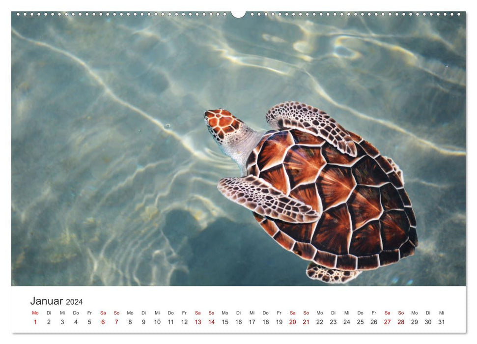 Tortues - Les animaux blindés. (Calendrier mural CALVENDO Premium 2024) 