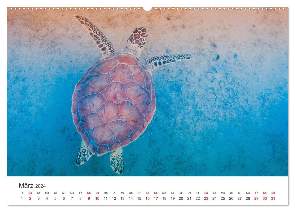 Turtles - The armored animals. (CALVENDO Premium Wall Calendar 2024) 