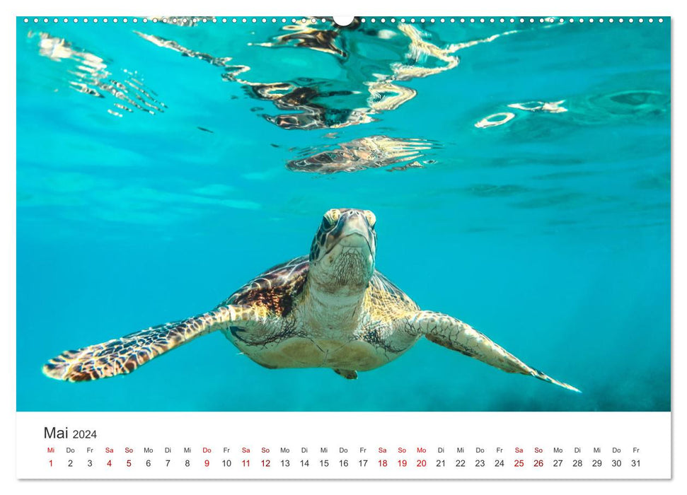 Tortues - Les animaux blindés. (Calendrier mural CALVENDO Premium 2024) 