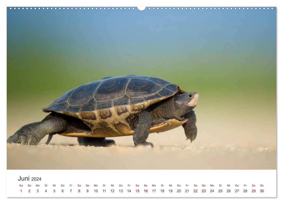 Tortues - Les animaux blindés. (Calendrier mural CALVENDO Premium 2024) 