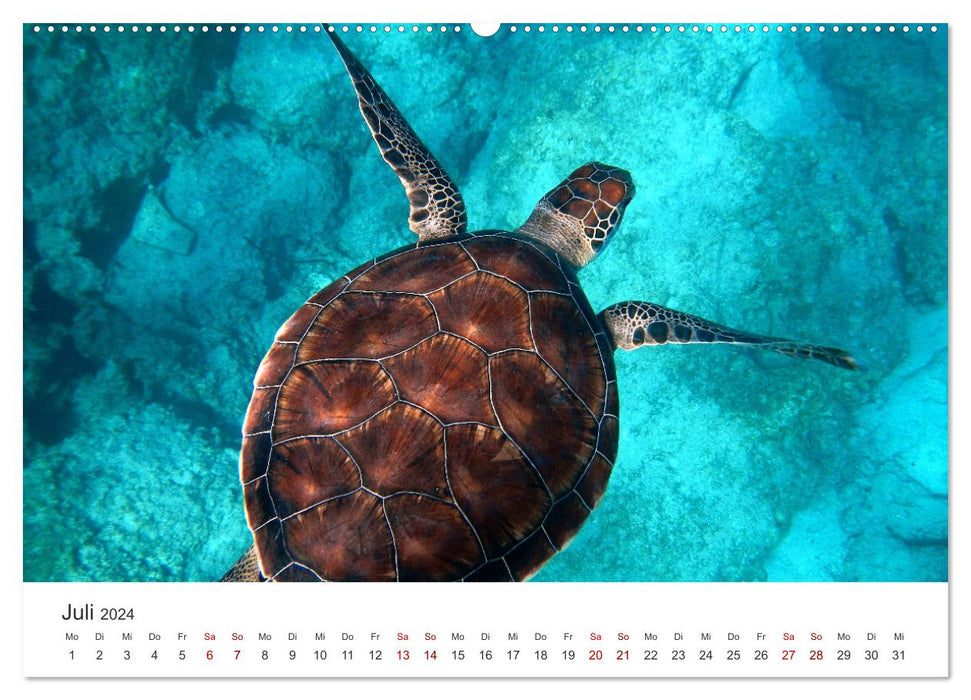Schildkröten - Die gepanzerten Tiere. (CALVENDO Premium Wandkalender 2024)
