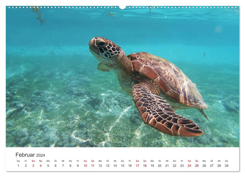 Schildkröten - Die gepanzerten Tiere. (CALVENDO Wandkalender 2024)