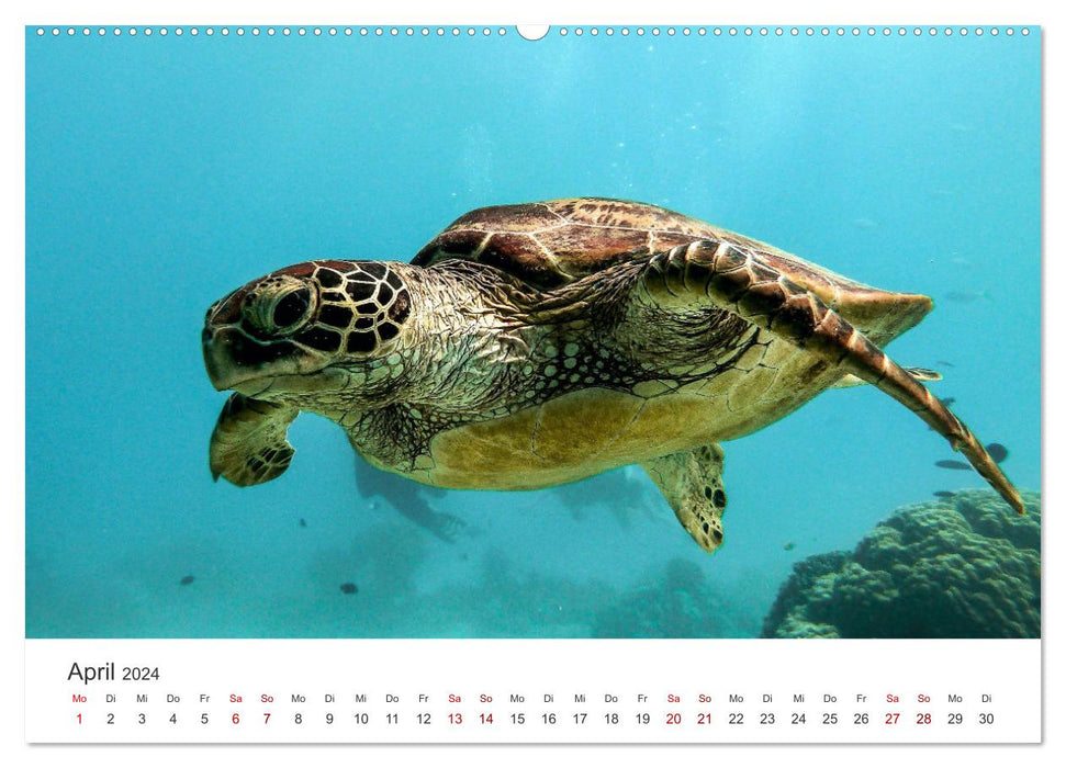 Turtles - The armored animals. (CALVENDO wall calendar 2024) 