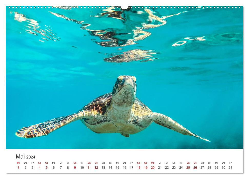 Turtles - The armored animals. (CALVENDO wall calendar 2024) 