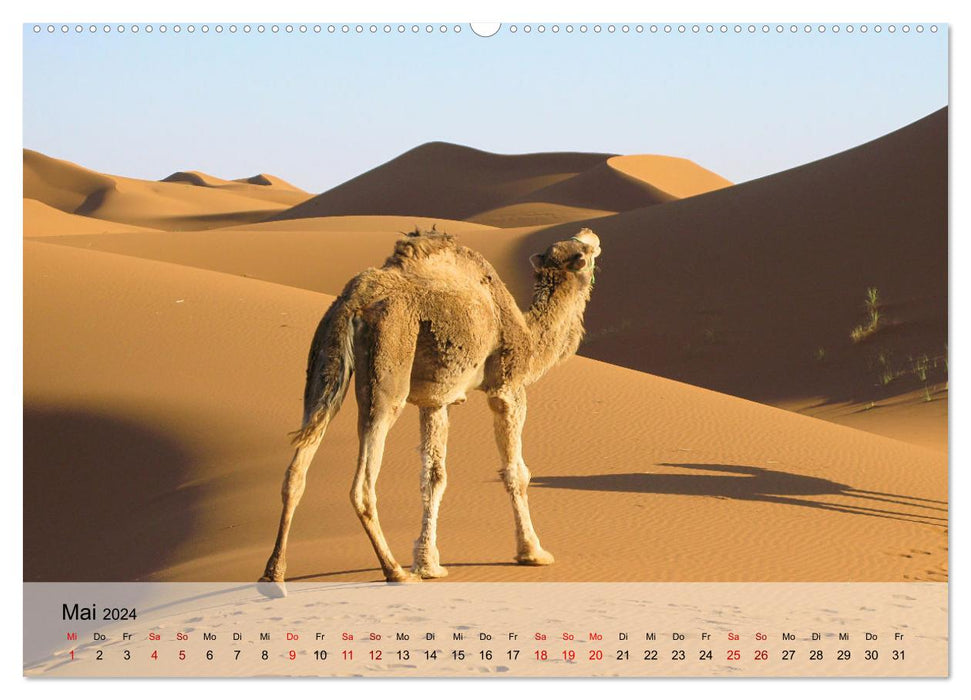 Magische Farbspiele der Wüste (CALVENDO Premium Wandkalender 2024)