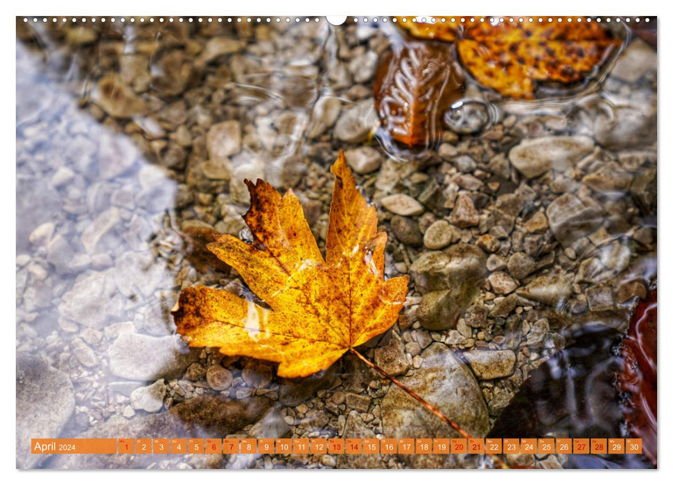 Autumn is here (CALVENDO wall calendar 2024) 