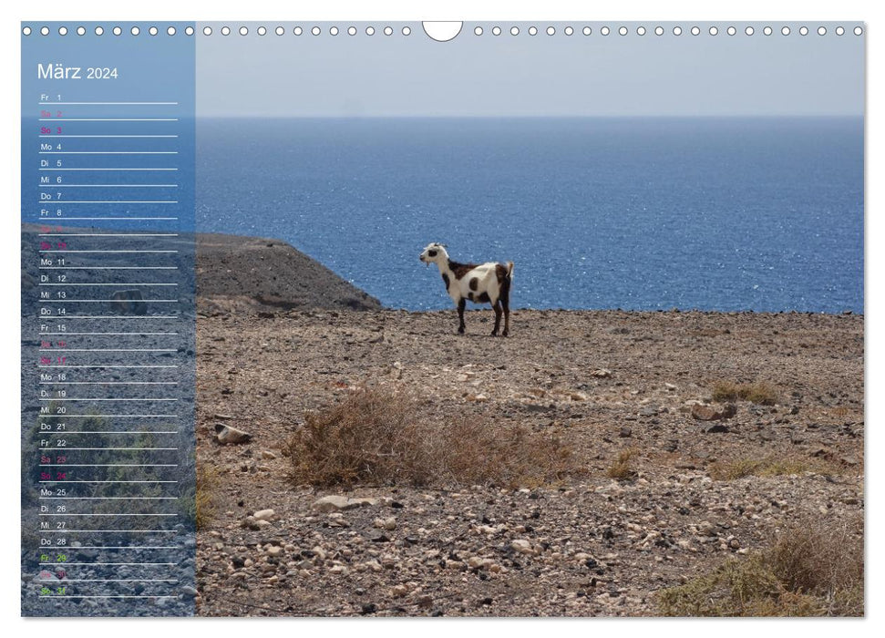 Fuerteventura in peace (CALVENDO wall calendar 2024) 