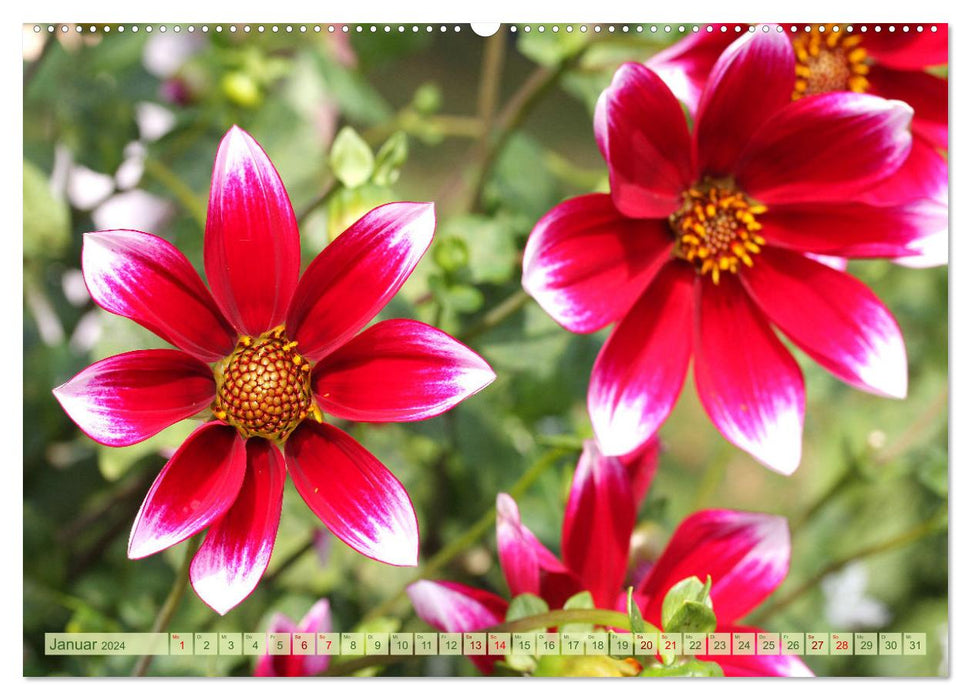 Dreamlike dahlias (CALVENDO wall calendar 2024) 