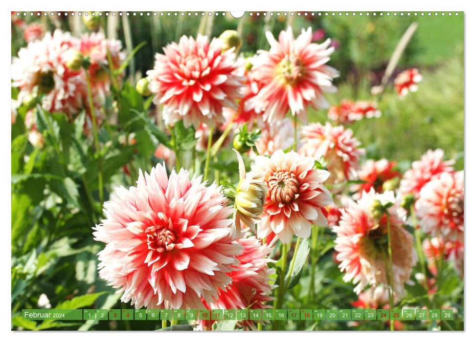 Dreamlike dahlias (CALVENDO wall calendar 2024) 