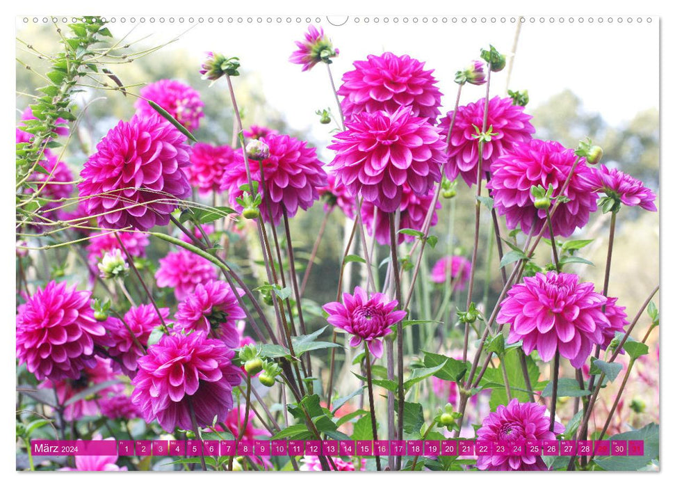 Dreamlike dahlias (CALVENDO wall calendar 2024) 