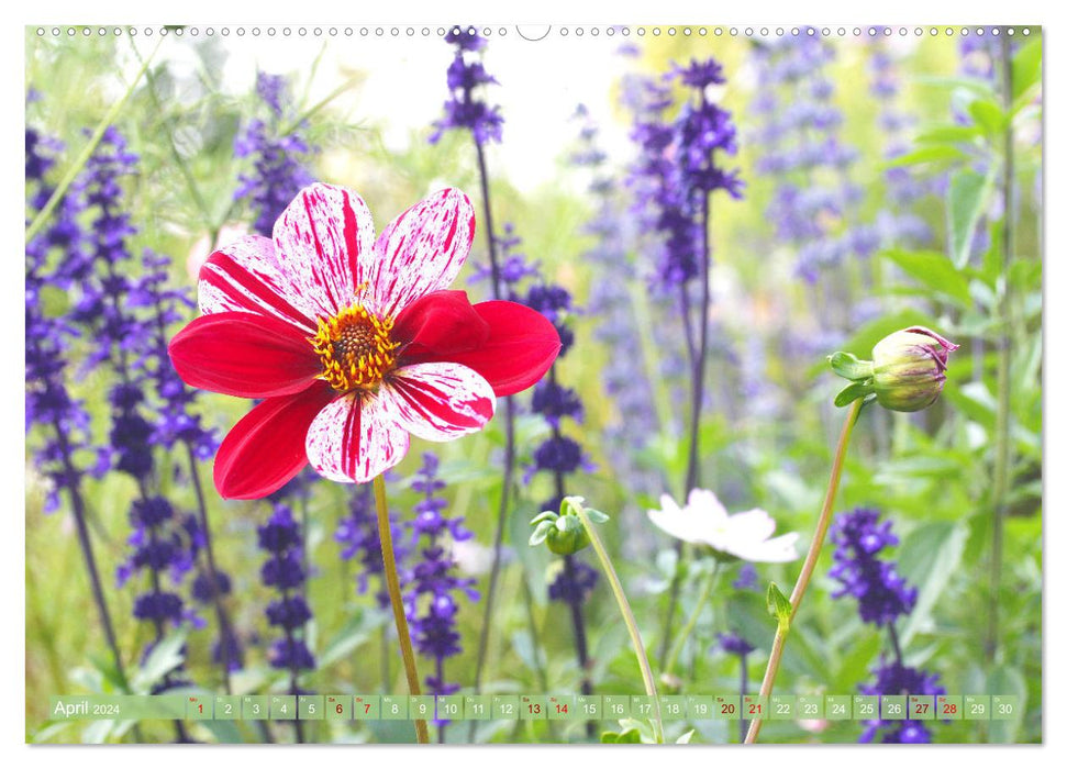 Dreamlike dahlias (CALVENDO wall calendar 2024) 