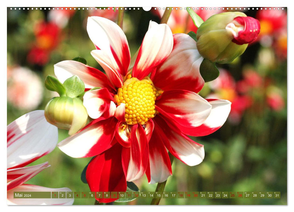 Dreamlike dahlias (CALVENDO wall calendar 2024) 