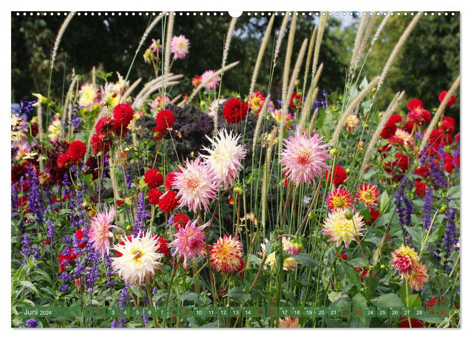 Dreamlike dahlias (CALVENDO wall calendar 2024) 