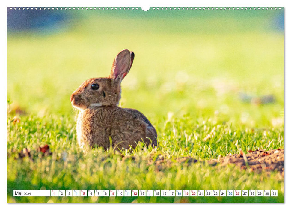 Meine tierische Heimat (CALVENDO Premium Wandkalender 2024)