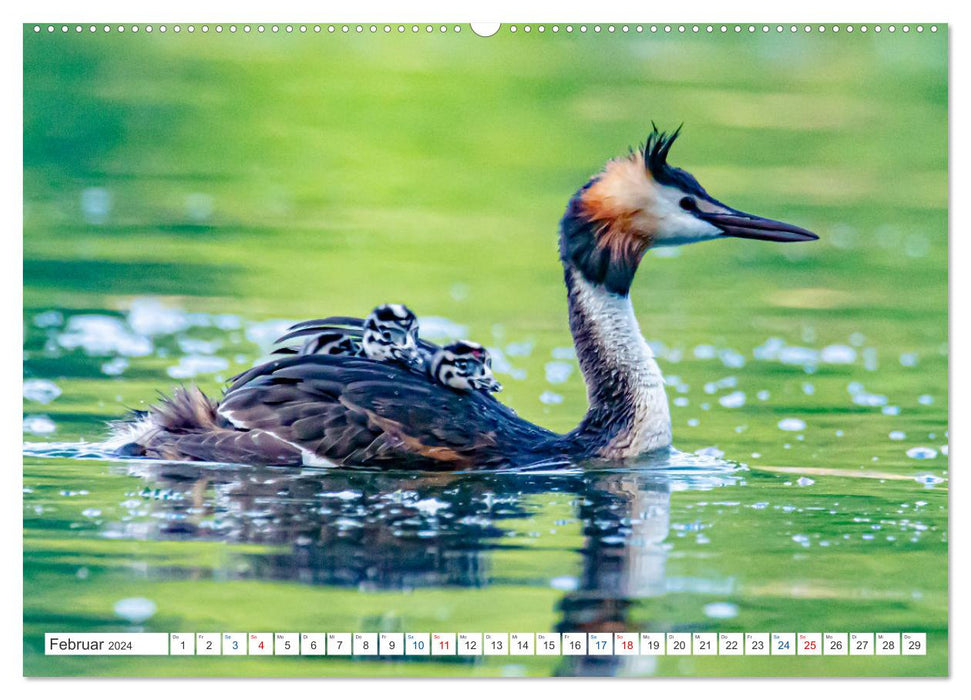 Meine tierische Heimat (CALVENDO Wandkalender 2024)