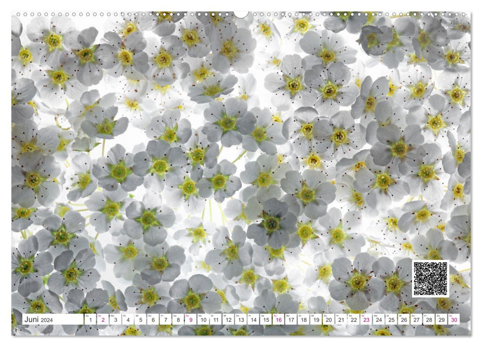 Blumen und dufte Musik (CALVENDO Premium Wandkalender 2024)