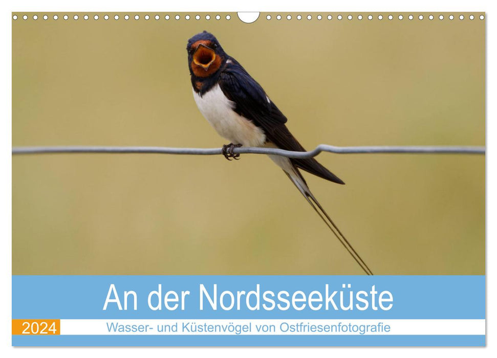 On the North Sea coast - water and coastal birds photographed by Ostfriesenfotografie (CALVENDO wall calendar 2024) 