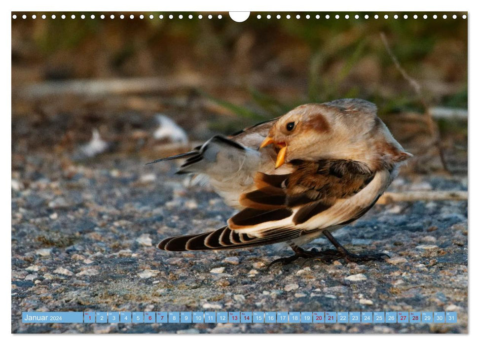 An der Nordseeküste - Wasser- und Küstenvögel fotografiert von Ostfriesenfotografie (CALVENDO Wandkalender 2024)