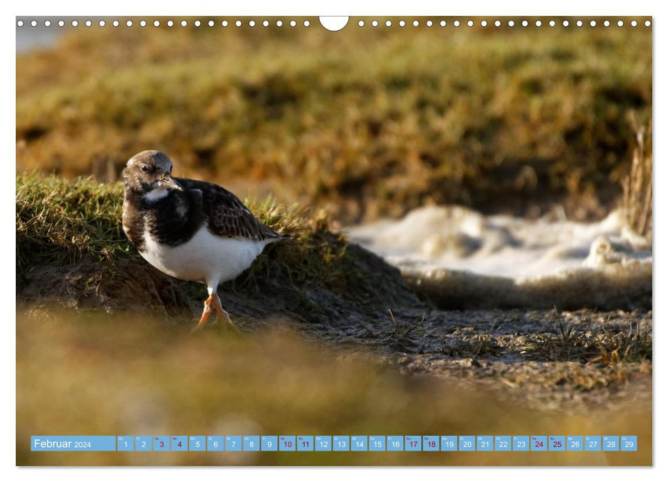 On the North Sea coast - water and coastal birds photographed by Ostfriesenfotografie (CALVENDO wall calendar 2024) 