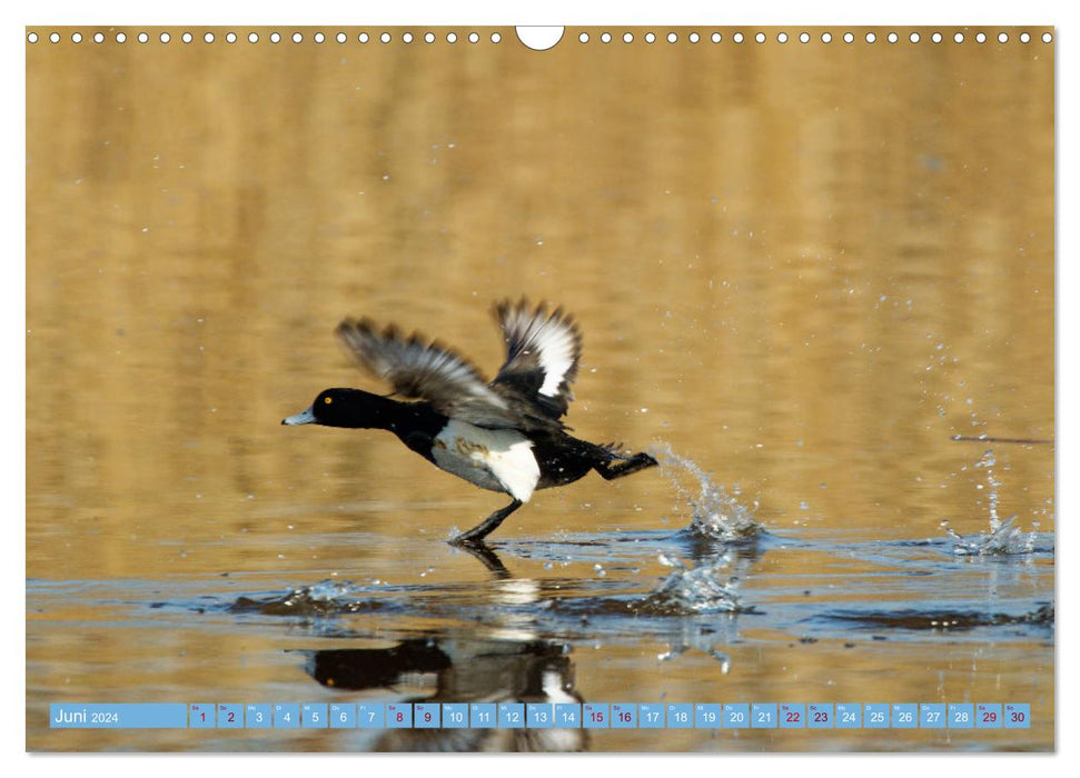 On the North Sea coast - water and coastal birds photographed by Ostfriesenfotografie (CALVENDO wall calendar 2024) 