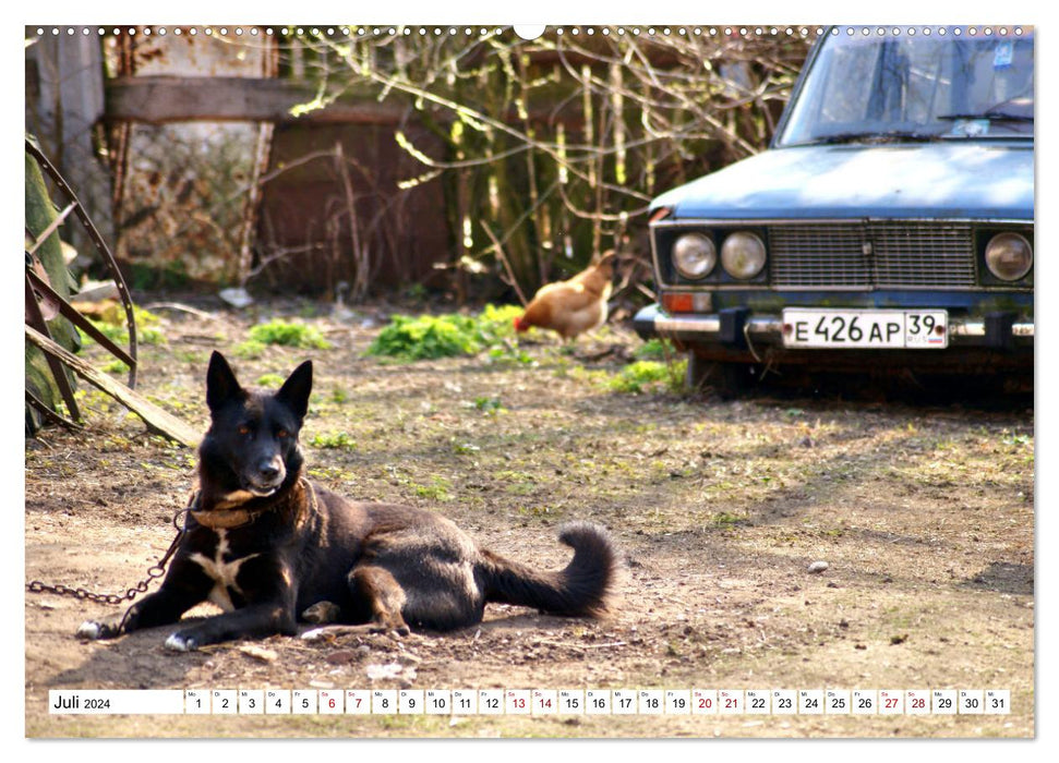 Ein Herz für Hunde - Wachhunde in Russland (CALVENDO Premium Wandkalender 2024)