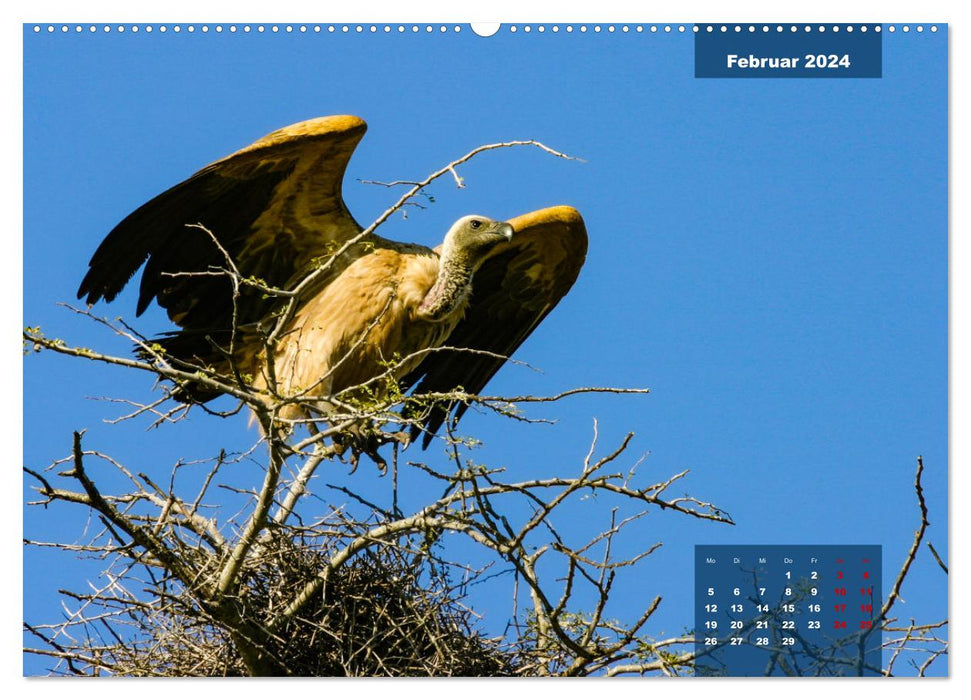 The colorful bird world in the Kruger National Park (CALVENDO wall calendar 2024) 