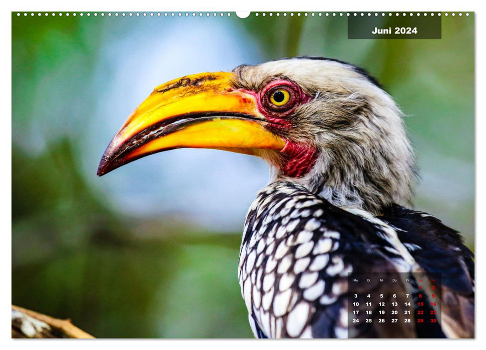 The colorful bird world in the Kruger National Park (CALVENDO wall calendar 2024) 