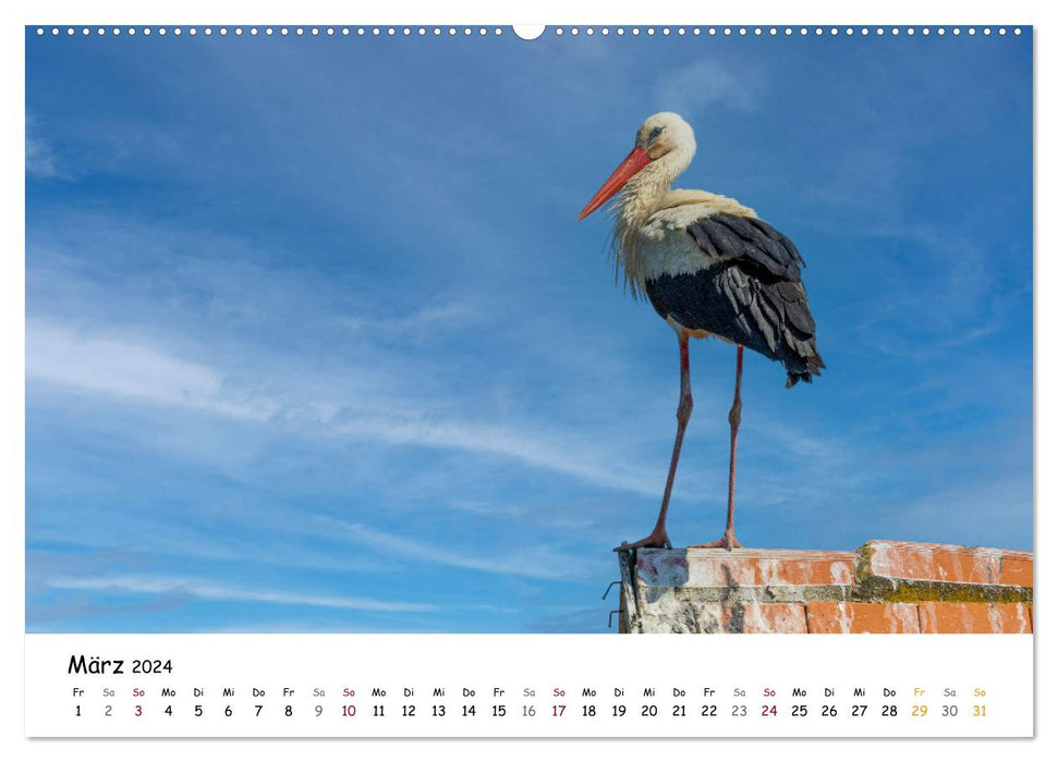 Lonjsko Polje, Kroatiens Naturparadies an der Save (CALVENDO Premium Wandkalender 2024)